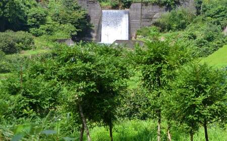 榧の実油100ml 植物油 油 あぶら オイル 天然 榧 かや かやのみ お取り寄せ
