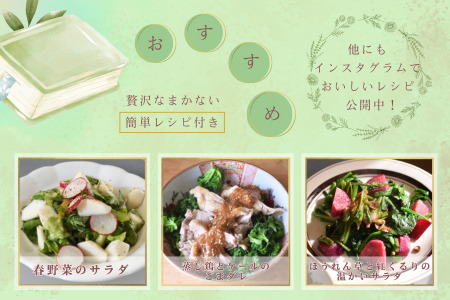 【先行受付・2026年発送】定期便6カ月　有機野菜ちいさな畑セット（Sサイズ　１～２人前）（NK-T521）