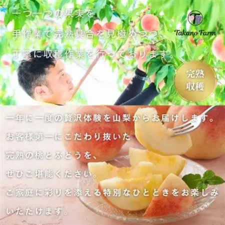 【2026年発送】完熟収穫桃 約1.5kg 山梨県産 自社農園産直!【配送不可地域：離島】【1579458】