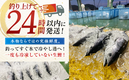 【先行予約】生鰹 土佐久礼 藁焼き生鰹たたき 約350g〈2026年3月上旬以降発送〉 /カツオたたき かつおたたき [ATBE027]