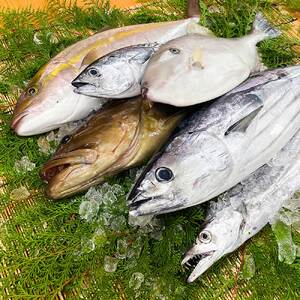 下処理済 おまかせ鮮魚フィレ(かつお、ぶり、かんぱち、ネイリ、鯛、ひらめ、ハガツオなど) 1~2種 約500g(2~3人前) 【R01340】