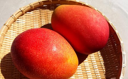 【2026年 先行予約】金蜜マンゴー&アーウィンマンゴー秀品 食べ比べセット　2kg以上 秀品 先行予約 沖縄 甘味 糖度 濃厚 おいしい お土産 アーウィン きんみつ 食べ比べ まんごー ギフト プレゼント 果物 くだもの 果実 ふるさと納税 フルーツ 送料無料