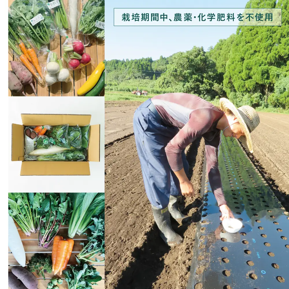 【鹿児島県南さつま市産】福元農園 旬のお野菜 おまかせセット 1箱（5～8品目）