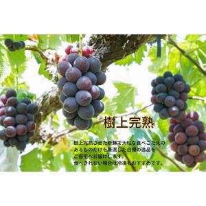 厳選 ニューピオーネ 2房 合計1.0kg以上 産地直送 朝採れ ぶどう 葡萄 Kawahara Green Farm 岡山県産 2026年