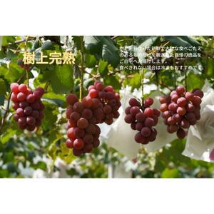 厳選 クイーンニーナ 1.0kg以上 2房 産地直送 朝採れ ぶどう 葡萄 KAWAHARA Green Farm 岡山県産 2026年