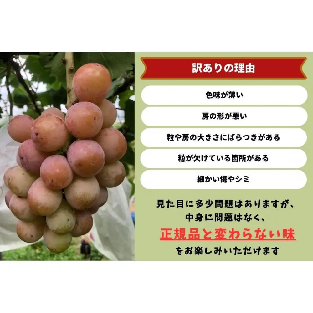 家庭用 クイーンニーナ　2～3房 合計1.1kg以上 産地直送 朝採れ ぶどう 葡萄 岡山 Kawahara Green Farm 2026年 | ぶどう
