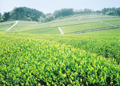大和茶 (煎茶) 100g × 2個セット