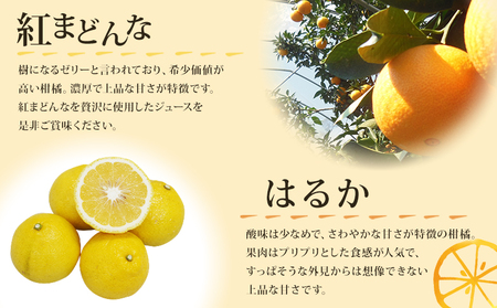 ＜紅まどんなとはるかジュース 720ml×2本セット＞ 果汁100％ ストレートジュース みかん ミカン 果物 くだもの フルーツ 柑橘 紅マドンナ べにまどんな ハルカ 特産品 マルワフルーツ園芸 宇都宮物産 愛媛県 西予市【常温】『1か月以内に順次出荷予定』UUB0059