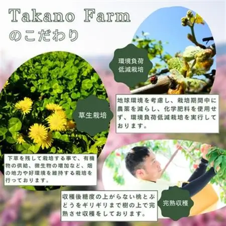【2026年発送】シャインマスカット約1kg 山梨県産 自社農園直送!完熟収穫!【配送不可地域：離島】【1579478】