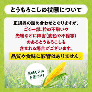 【2026年先行予約】野口農園 高糖度 とうもろこし「ドルチェドリーム」15本 