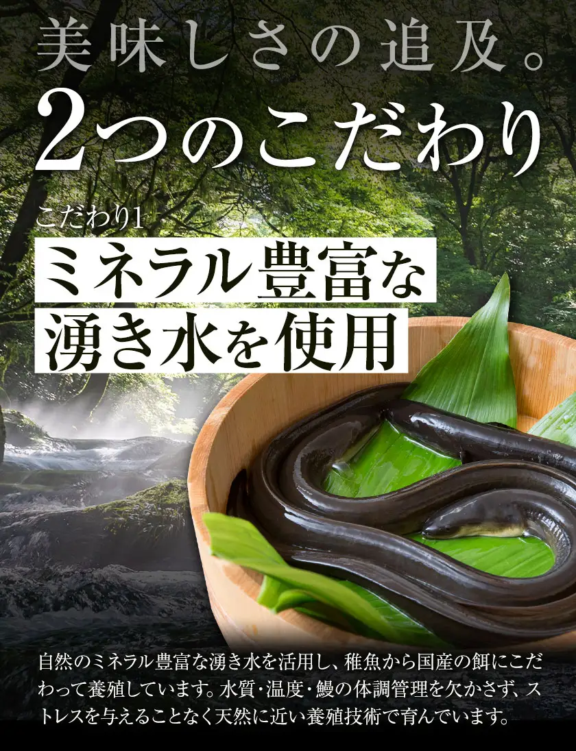 福岡県産 うなぎ 2尾  (1尾当たり：140g-180g) 国産 株式会社HOMIE 《45日以内に出荷予定(土日祝除く)》