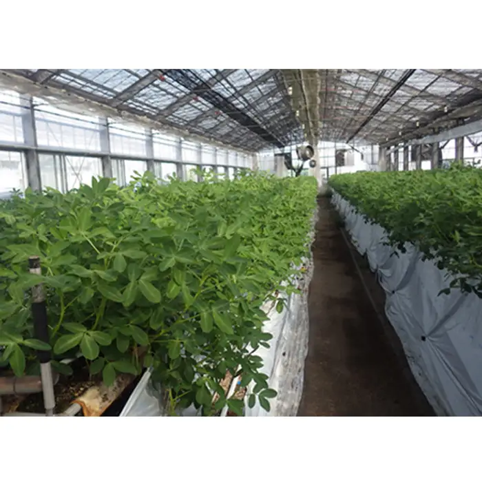 旨っ花生　500g ／ 落花生 ピーナッツ 豆 茹で豆 おおまさり 大粒 歯ごたえ 甘み 海水塩 おいしい 急速冷凍 簡単 手軽 おつまみ おやつ こだわり 埼玉県 No.178