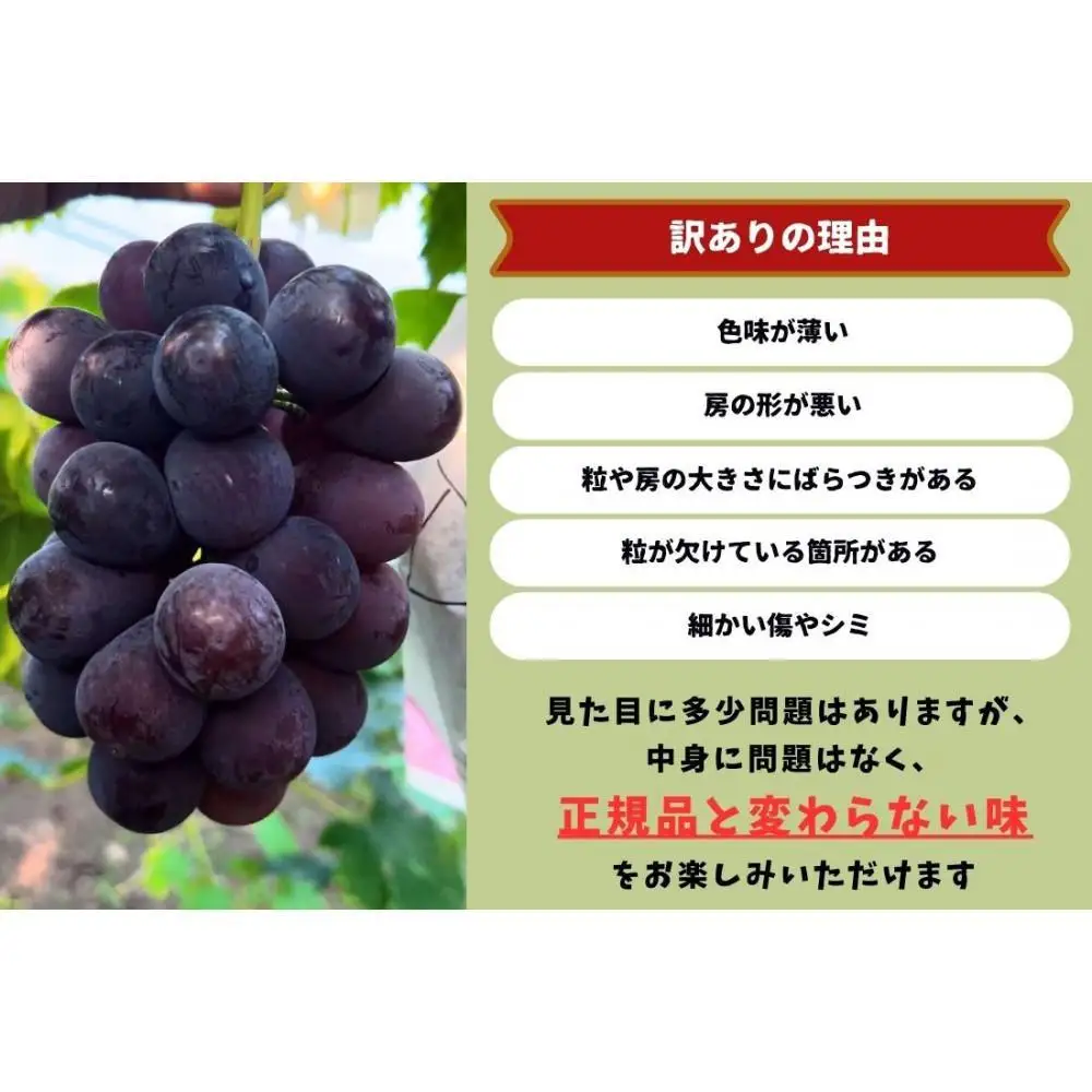 家庭用 ニューピオーネ　2～3房 合計1.4kg以上 産地直送 朝採れ ぶどう 葡萄 岡山 Kawahara Green Farm 2026年 | ぶどう