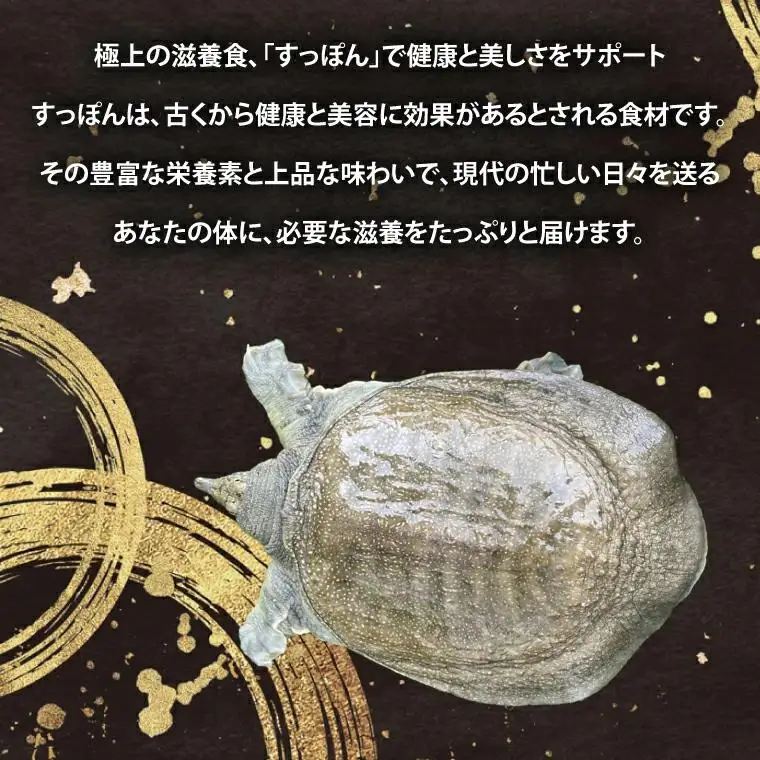 【生きたまま直送】活きすっぽん  1匹  800g～900g (CS001)