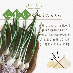 スプラウトにんにく 8片　国産ホワイト六片使用、無農薬、水耕栽培