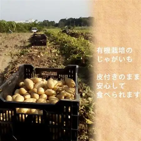 有機ジャガイモ　栽培期間中、農薬不使用　有機JAS認証　季節限定(6,7,8月発送)　【配送不可地域：離島・北海道・沖縄県】【1568576】