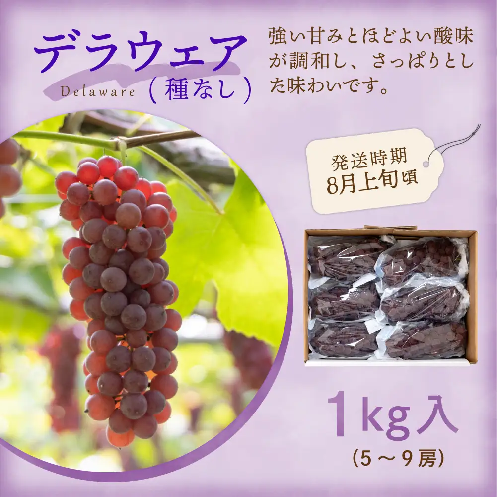 【先行予約】定期便 令和8年産 旬のフルーツ 4回 定期便 山形 果物