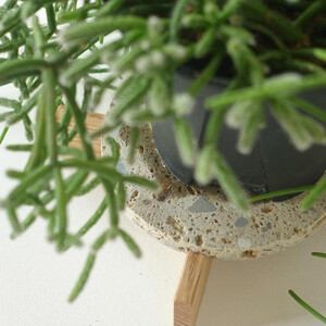 センダイフォルム プランツコースター ナチュラル【雑貨 日用品 観葉植物 植物 プランター 植木鉢  プラント 人気 仙台 コースター  インテリア 生活雑貨 癒し 空間】