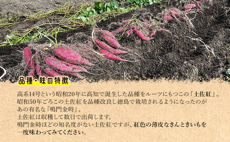 さつまいも(土佐紅) Mサイズ 2kg さつまいも 2026年発送分 野菜 at-0049