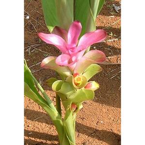 ガジュツ春ウコン（粒）1袋 （約40日分）