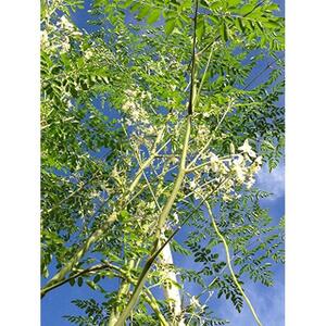 モリンガ鬱金（粒）3袋 セット