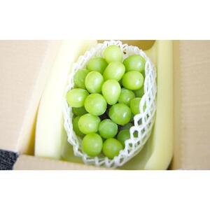 【定期便2回】シャインマスカット 2房 約1.2kg（9月発送）・ 新高梨 4～6玉 約3kg（10月発送）| フルーツ 果物 くだもの シャインマスカット マスカット 葡萄 ぶどう ブドウ 梨 なし ナシ 新高梨 岡山県産 国産 ギフト 贈答用 プレゼント シャインマスカット 梨 なし ナシ 新高梨 フルーツ 果物