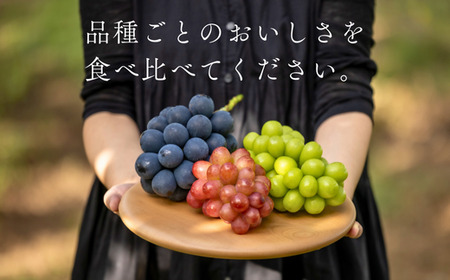 TK15 ぶどうの定期便（ナガノパープル／シャインマスカット／クイーンルージュ🄬） 約1.5kg×3回／2026年9月上旬頃～10月中 配送予定 // 長野県 南信州 種なし 皮ごと 定期便 食べ比べ 贈答 ギフト 新鮮 希少