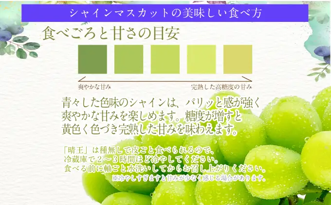 2026年予約受付中 シャインマスカット 晴王 7月～8月出荷 2房 約1.2kg  人気 岡山県産 種無し 皮ごと食べる みずみずしい  フレッシュ 晴れの国 おかやま 果物大国 ハレノフルーツ