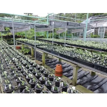 徳川家康公の運気を上げた縁起物!　おもと講座と植え替え体験　【万年青プレゼント!】【1581464】