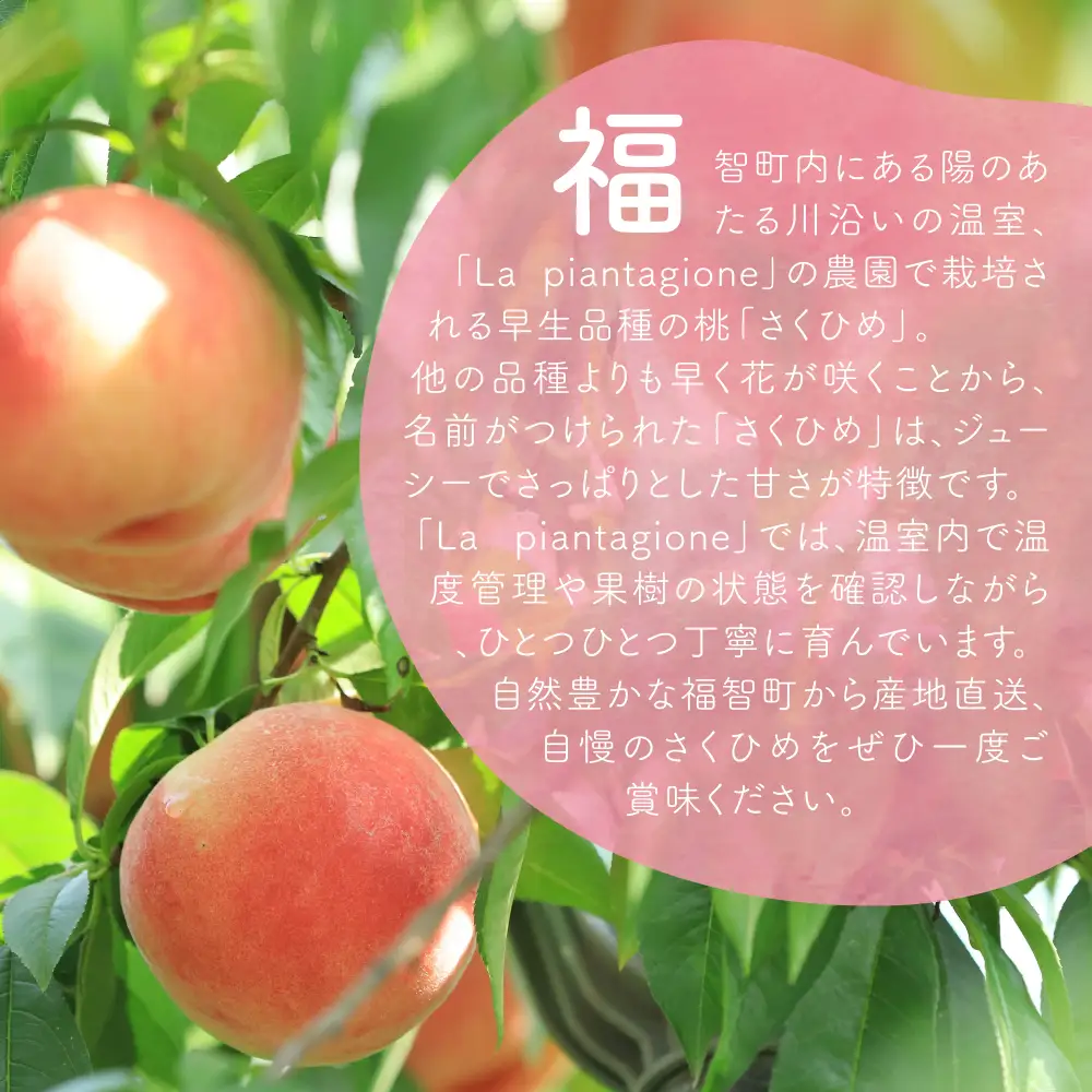 Y20-04 【2026年発送】《予約受付》 ハウス桃 さくひめ 2kg もも