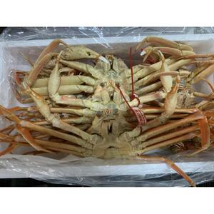 【魚倉】松葉がに ボイル おまかせセット ３kg訳あり