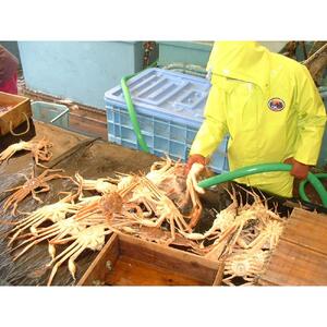 【魚倉】足１本なしボイル松葉ガニ(特特大1,100ｇ)訳あり