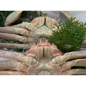 【魚倉】訳あり生松葉ガニ２枚セット