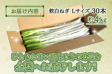 【R8.11月下旬より順次発送】庄内町産 工藤さんの軟白ねぎ Lサイズ30本 約4kg（入金期限：2027.2.20）先行受付 白くて 甘い 国産 軟白ねぎ 鍋 ネギ ねぎ 葱 大容量 野菜 新鮮 産地直送 冬の味覚 山形