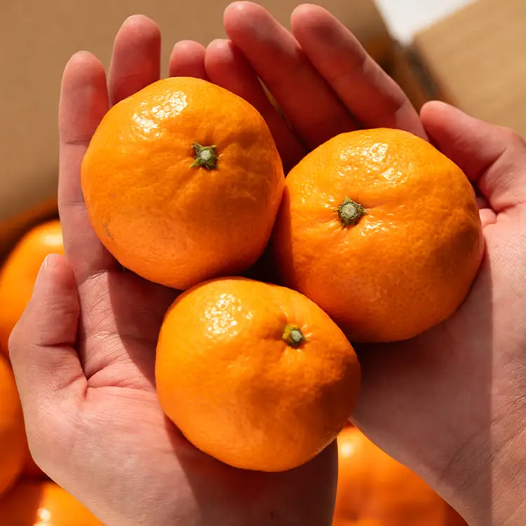 【1月中旬〜2月発送】寿太郎みかん 3kg みかん 果物 ms-0085
