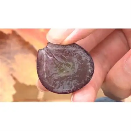 【2026年発送】牧丘天空の丘ブランド「シャインマスカット+キング巨峰」約1kg【配送不可地域：離島】【1585060】