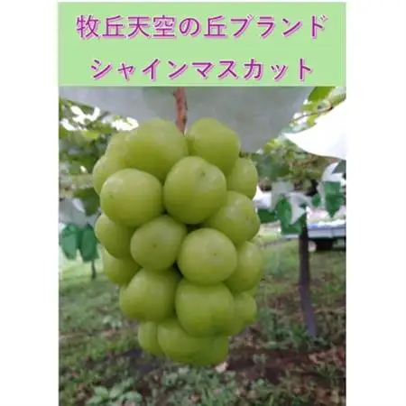 【2026年発送】牧丘天空ブランド　皮ごと食べられるぶどう3色詰め合わせ 約1kg(3房)【配送不可地域：離島】【1585100】