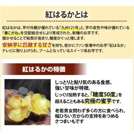 紅はるか 秀品(約10kg)(益城町)【1586864】