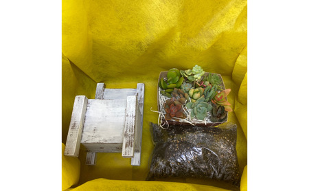 多肉植物 じぶんで植える 多肉 寄せ植えキットA 木椅子型 プランター 全3色 インテリア 植物 寄せ植え ガーデニング 福岡 小郡市 白色