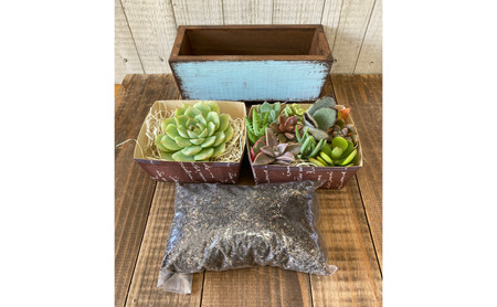 多肉植物 じぶんで植える 多肉 寄せ植えキットE 木製 シンプル プランター 全3色 インテリア 植物 寄せ植え ガーデニング 福岡 小郡市 水色