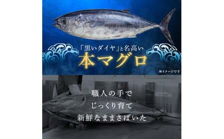 DSR-113 鹿児島県産本マグロ トロ＆赤身 3種セット 合計600g 本マグロ トロ 赤身 マグロ 魚 刺身 刺し身 【2026年1月下旬より順次出荷】