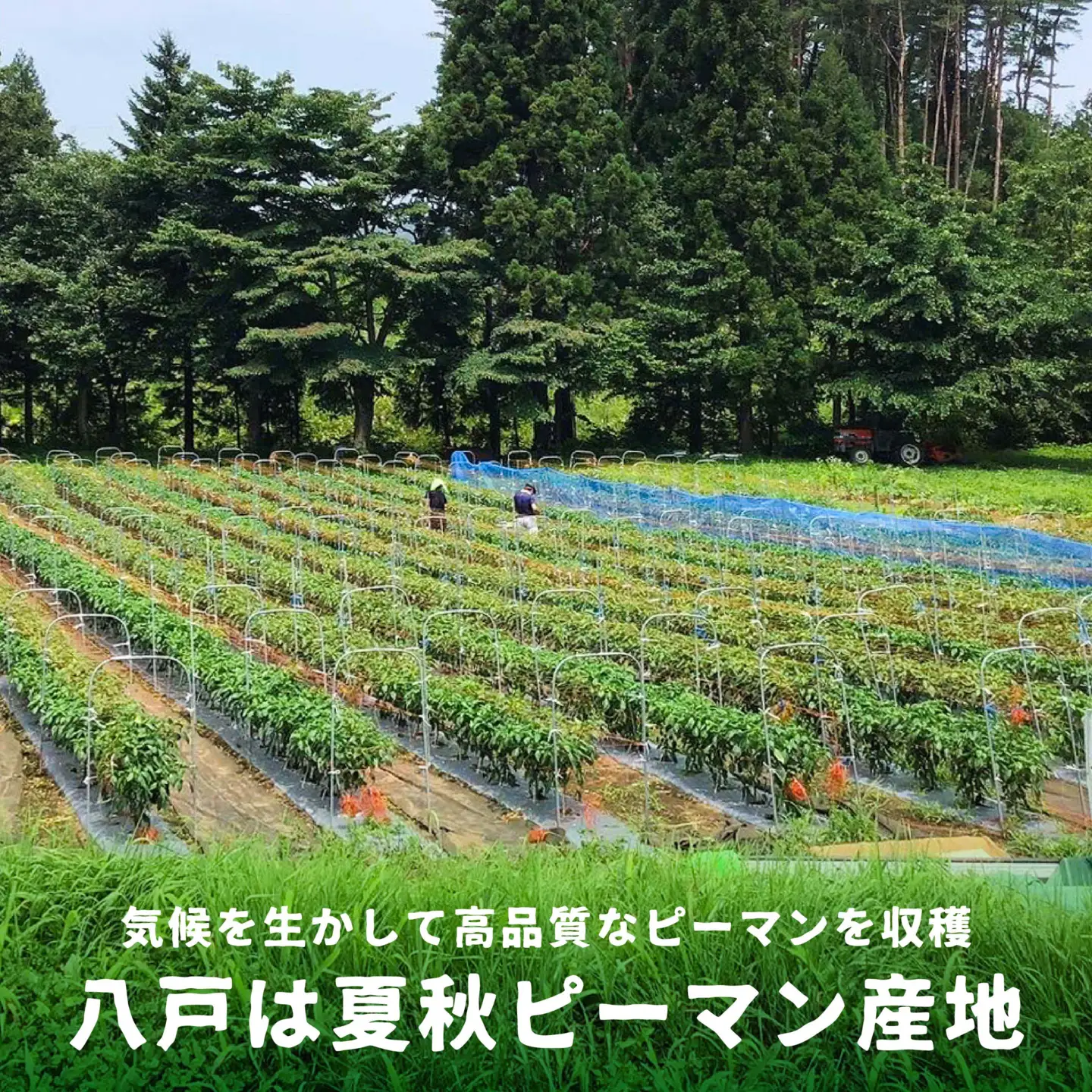 【青森県特別栽培】ピーマン 3kg ピクシー 【8月上旬～10月前半発送】　