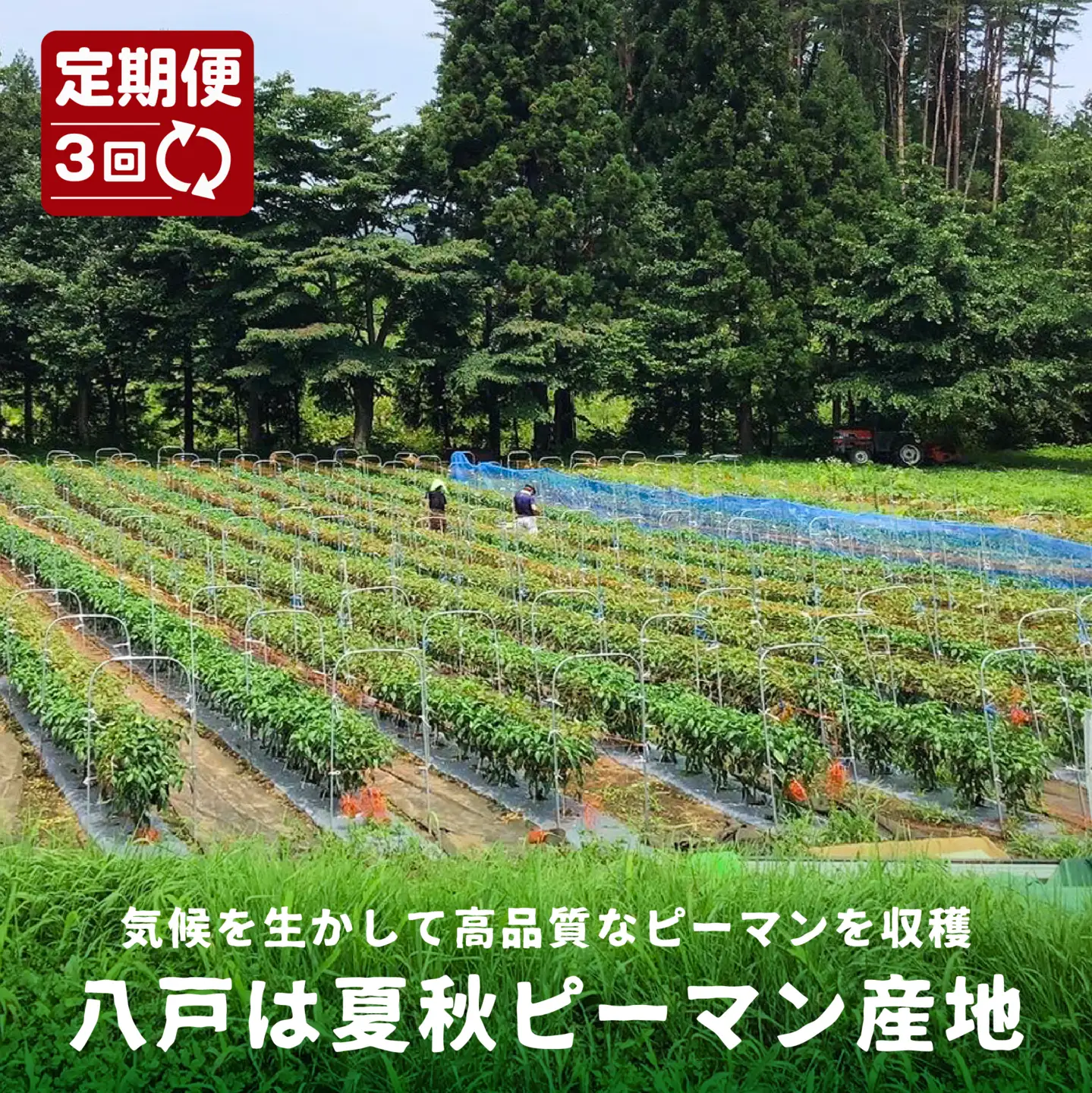 【3回定期便】 【青森県特別栽培】ピーマン 1kg ピクシー　