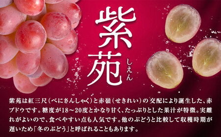 【先行予約】ぶどう紫苑 約1.2kg 2房 【配送不可地域あり】 株式会社藍《2026年11月上旬-12月上旬頃出荷》 岡山県 浅口市 岡山県産 ぶどう フルーツ 果物 くだもの しえん 赤ぶどう 送料無料
