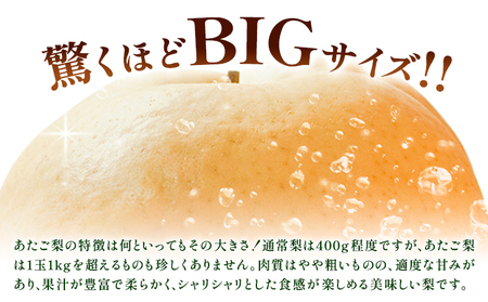 【先行予約】梨 あたご梨 1玉 約1kg 株式会社藍《2026年11月中旬-12月上旬頃出荷》 岡山県 浅口市 岡山県産 なし フルーツ 果物 くだもの ナシ 大玉 送料無料
