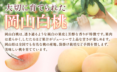 桃 岡山白桃 800g 株式会社藍 