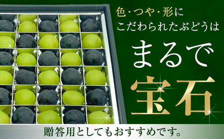 【2026年先行予約】ぶどうの宝石箱 1箱 36粒 たけまさぶどう園 《2026年8月上旬-10月中旬頃出荷》岡山県 浅口市 シャインマスカット ニューピオーネ オーロラブラック フルーツ 果物 くだもの ぶどう マスカット 国産 岡山県産 【配送不可地域あり】（離島）