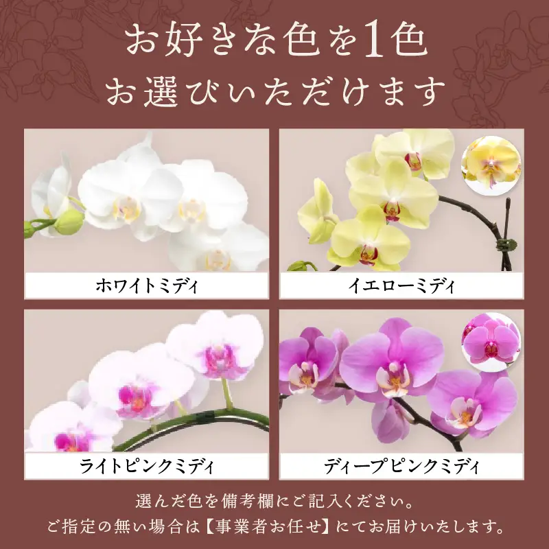 ミディ胡蝶蘭 2本立【008C-007】