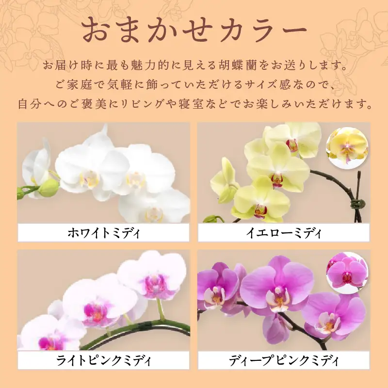 ミディ胡蝶蘭 1本立 半年間 3回 隔月定期便【配送不可地域：北海道・沖縄・離島】【008C-013】