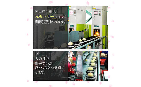 岡山白桃ロイヤル 約4kg 8~15玉 橋田商店有限会社 桃